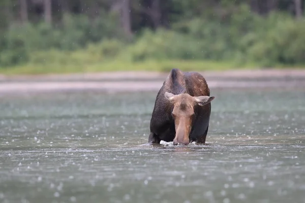 Moose Feeding Pond Glacier National Park Montana États Unis — Photo