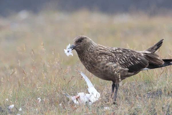 Grande Skua Stercorarius Skua Alimentando Tern Ártico Morto Islândia — Fotografia de Stock