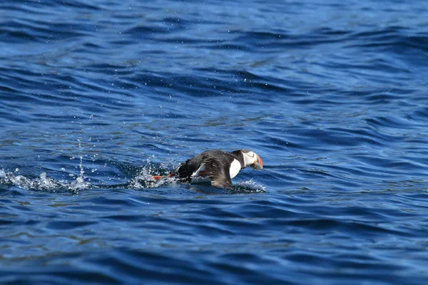 Atlantlunnefågel Fratercula Arctica Norge — Stockfoto