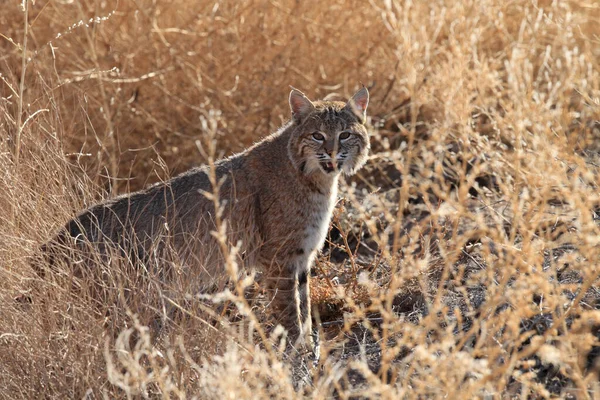 Bobcat Lynx Rufus Bosque Del Apache National Wildlife Refuge — стоковое фото