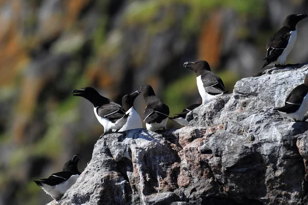 Razorbill Alca Torda Νησί Runde Norway — Φωτογραφία Αρχείου