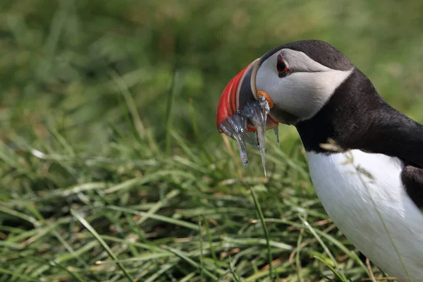 Macareux Fratercula Arctica Avec Poisson Islande — Photo