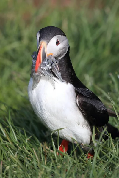 Puffin Fratercula Arctica Med Fisk Island — Stockfoto