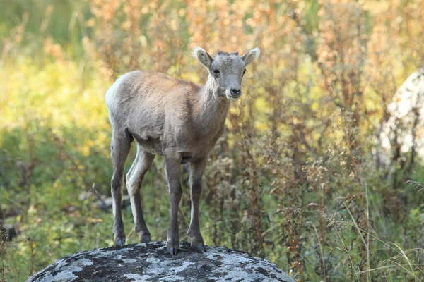 Bighorn Sheep Yellowstone — стокове фото