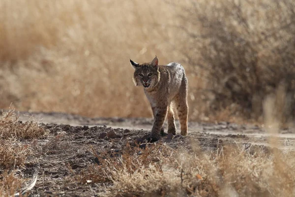 Bobcat Lynx Rufus Bosque Del Apache National Wildlife Refuge — стокове фото