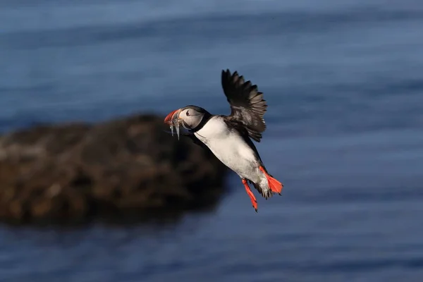 Puffin Flying Fratercula Arctica Natural Habitat Iceland — 스톡 사진