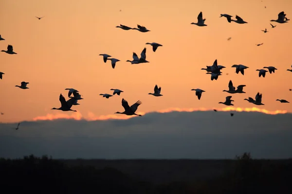 Gansos Neve Bosque Del Apache Inverno Novo México Eua — Fotografia de Stock