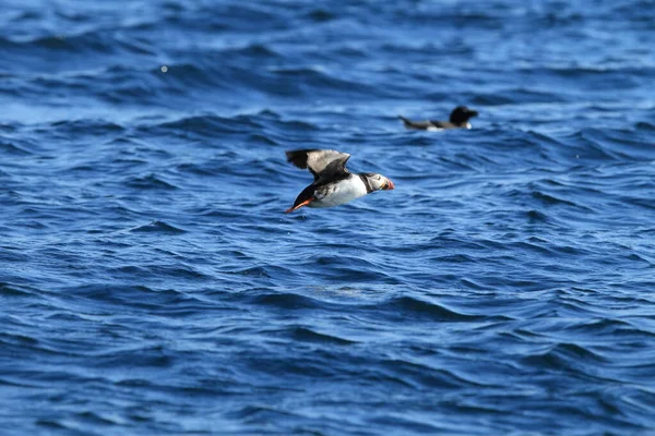 Atlantlunnefågel Fratercula Arctica Norge — Stockfoto