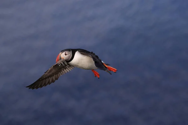 Loty Babeczkami Fratercula Arctica Środowisku Naturalnym Islandii — Zdjęcie stockowe