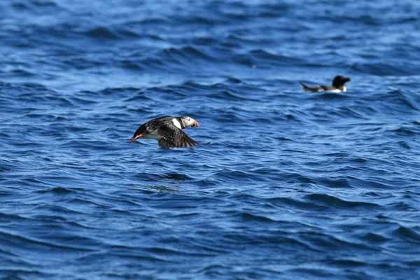 Atlantik Martısı Fratercula Arktika Norveç — Stok fotoğraf