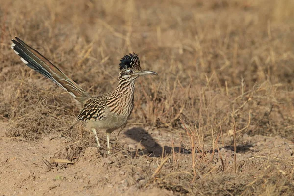 Roadrunner Bosque Del Apache Wildlife Refuge New Mexico — Stock Photo, Image