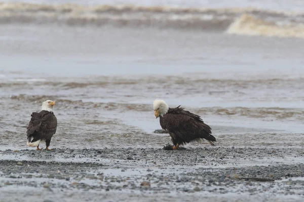 Bald Eagle Haliaeetus Leucocephalus Canadá — Fotografia de Stock