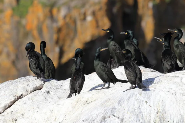 Europese Shag Gewone Shag Phalacrocorax Aristotelis Eiland Runde Norway — Stockfoto