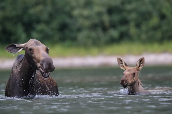 Лесная Корова Телёнок Кормят Растения Воды Пруду Национальном Парке Ледник — стоковое фото