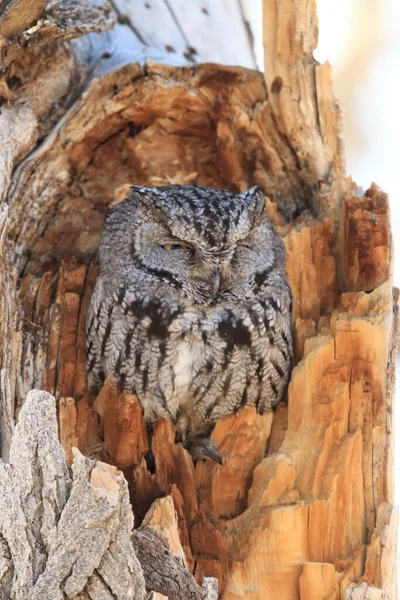 Western Screech Owl Megascops Kennicottii Mexikó — Stock Fotó