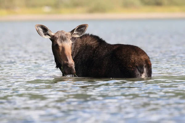 Moose Feeding Pond Glacier National Park Montana États Unis — Photo