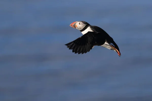 Puffin Létání Fratercula Arctica Přírodním Stanovišti Island — Stock fotografie