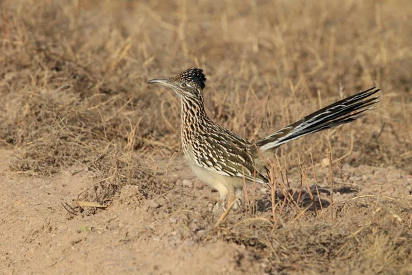 Roadrunner Bosque Del Apache Refúgio Vida Selvagem Novo México — Fotografia de Stock