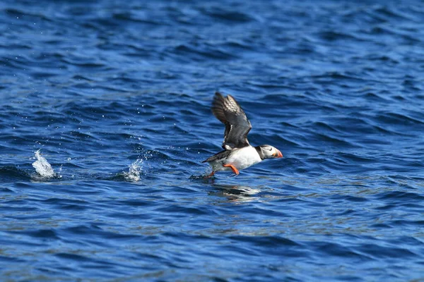 Atlantic Puffin Fratercula Arctica Noruega — Fotografia de Stock