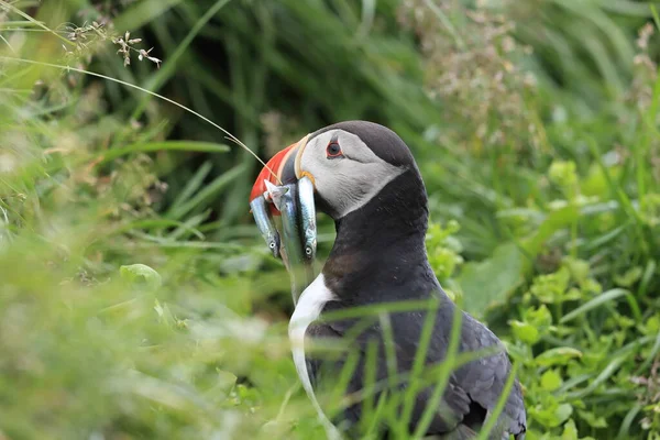 Puffin Fratercula Arctica Fish Iceland — 스톡 사진