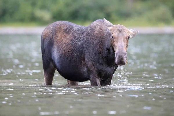 Moose Feeding Pond Glacier National Park Montana États Unis — Photo