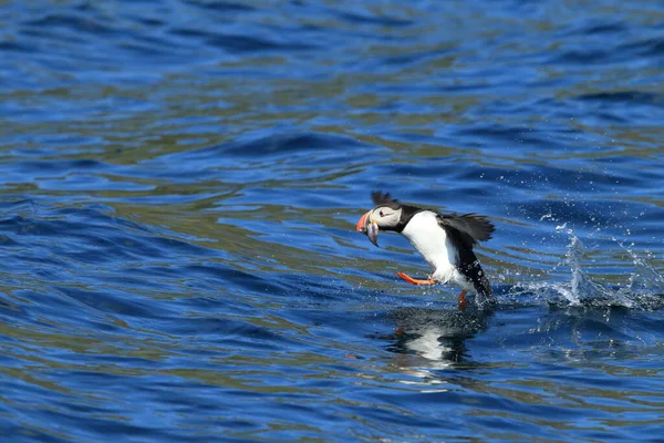 Atlantlunnefågel Fratercula Arctica Norge — Stockfoto