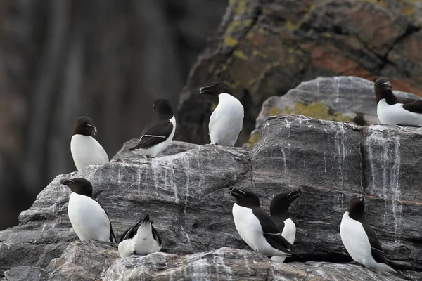 Razorbill Alca Torda Île Runde Nord — Photo