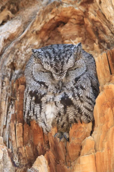 Western Screech Owl Megascops Kennicottii Mexikó — Stock Fotó