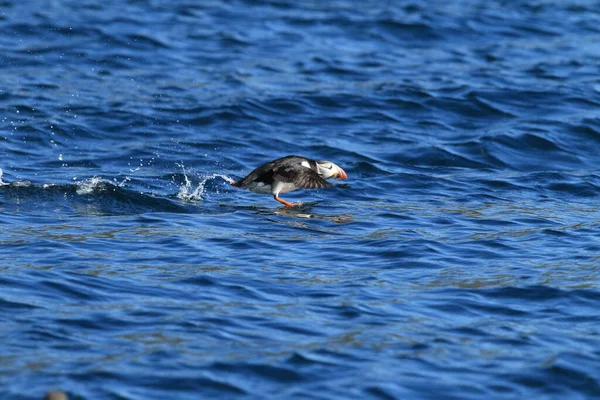 Atlantlunnefågel Fratercula Arctica Norge — Stockfoto