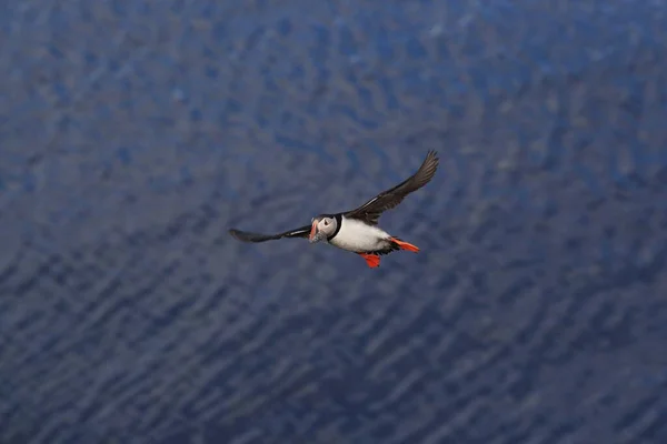 Puffin Flying Fratercula Arctica Στο Φυσικό Ενδιαίτημα Της Ισλανδίας — Φωτογραφία Αρχείου