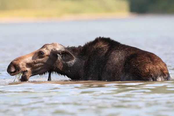 Elchfütterung Teich Glacier National Park Montana Usa — Stockfoto