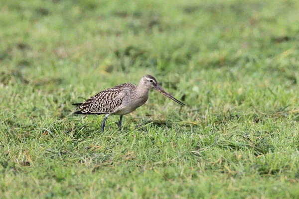 Godwit Cauda Barra Limosa Lapponica — Fotografia de Stock