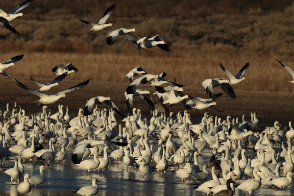 Snow Geese Dawn Bosque Del Apache New Mexico — Stock Photo, Image