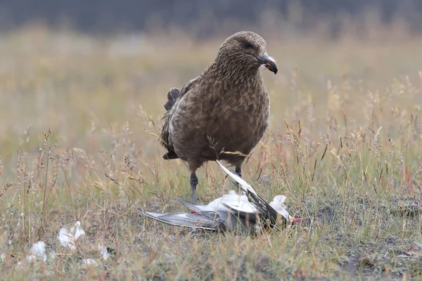 Great Skua Stercorarius Skua Feeding Dead Arctic Tern Iceland — Stock Photo, Image