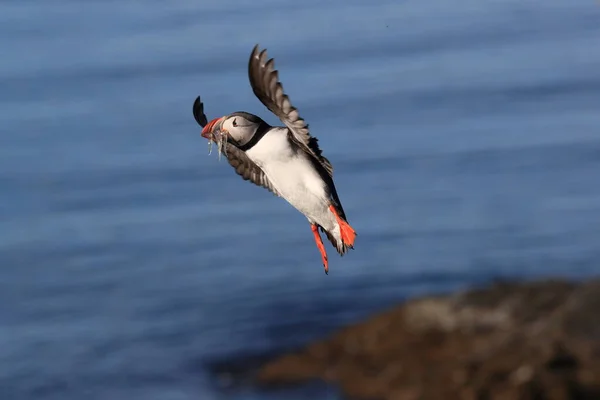 Puffin Flying Fratercula Arctica Natural Habitat Iceland — 스톡 사진