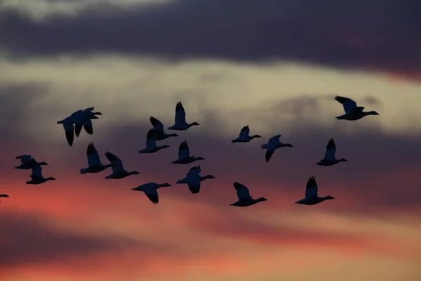 Hóludak Bosque Del Apache Télen Mexikó Usa — Stock Fotó