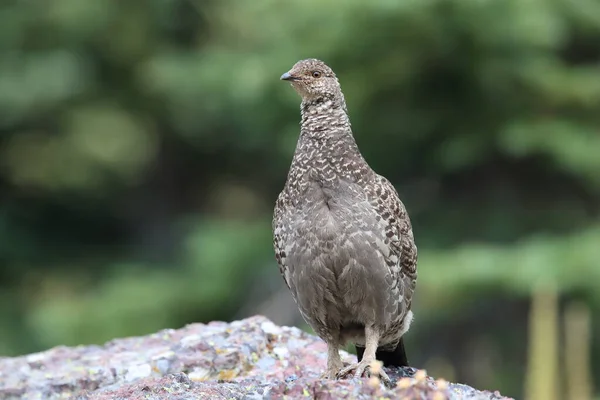 Fichtenhuhn Nationalpark — Stockfoto