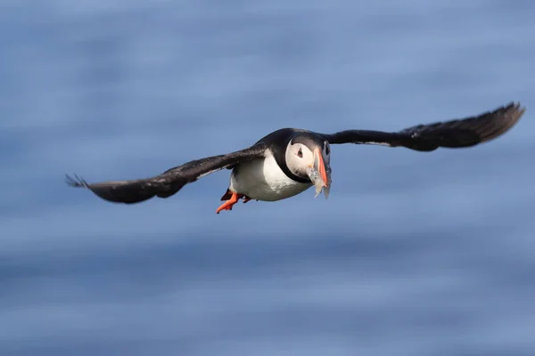 Puffin Létání Fratercula Arctica Přírodním Stanovišti Island — Stock fotografie