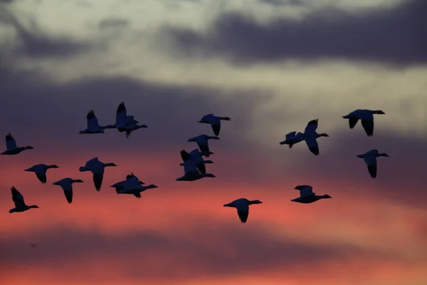 Χιονόχηνες Την Αυγή Bosque Del Apache Νέο Μεξικό — Φωτογραφία Αρχείου