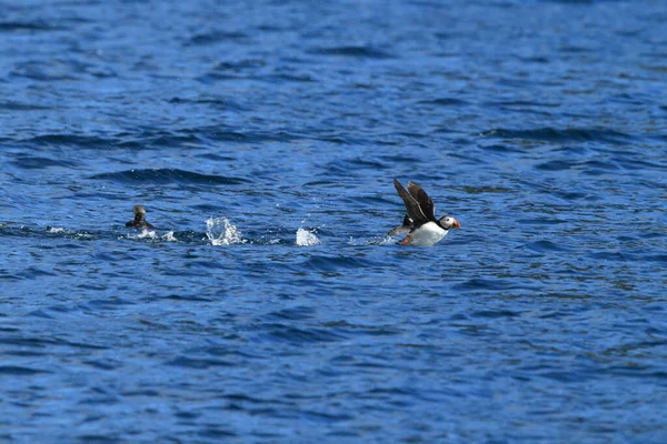 Atlantlunnefågel Fratercula Arctica Norge — Stockfoto