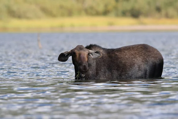 Moose Feeding Pond Glacier National Park Montana Usa — Stock Photo, Image