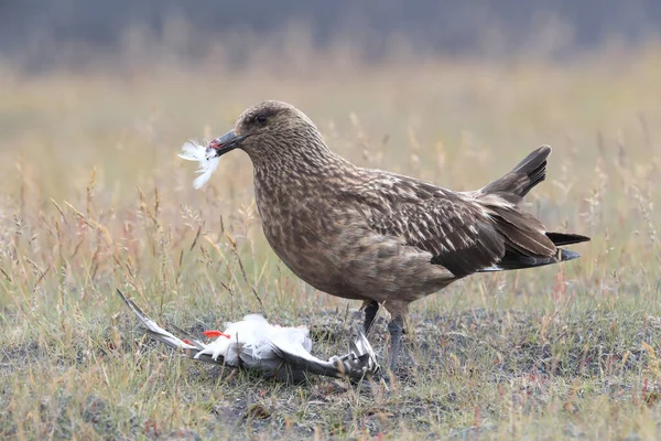 Grande Skua Stercorarius Skua Alimentando Tern Ártico Morto Islândia — Fotografia de Stock