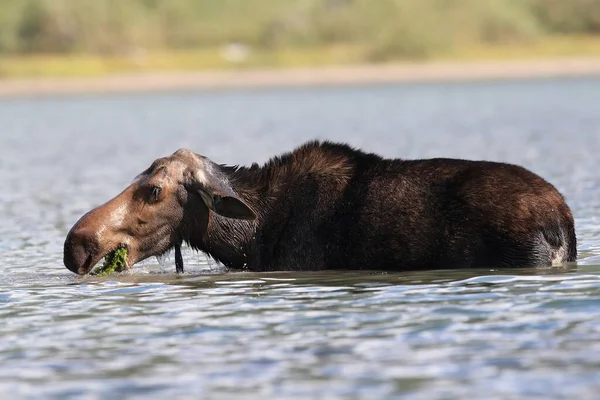 Moose Feeding Pond Glacier National Park Montana États Unis — Photo