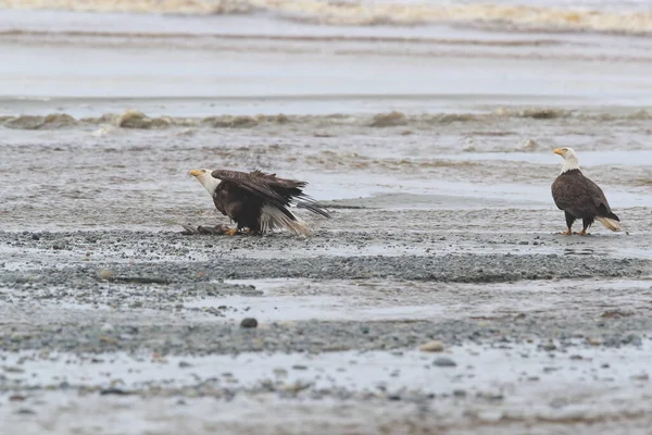 Bald Eagle Vancouver Island Canadá — Fotografia de Stock