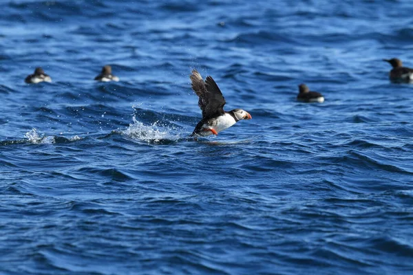 Atlantlunnefågel Fratercula Arctica Norge — Stockfoto