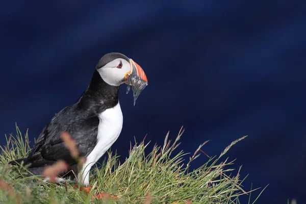 Puffin Fratercula Arctica Fish Iceland — 스톡 사진