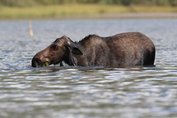 Moose Feeding Pond Glacier National Park Montana États Unis — Photo