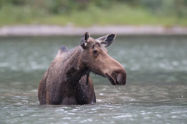 Moose Feeding Pond Dans Parc National Des Glaciers Dans Montana — Photo