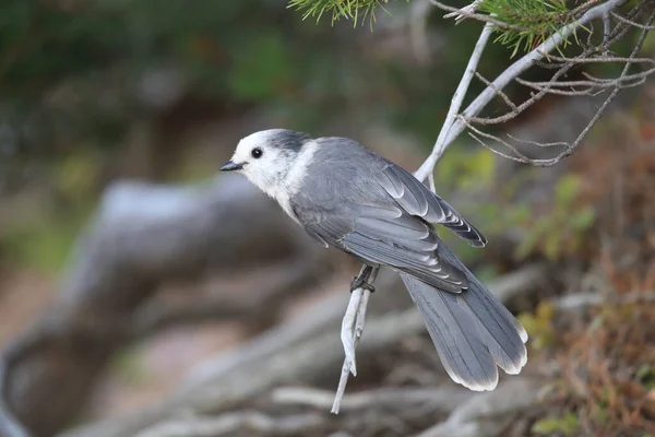 Gray Jay Perisoreus Canadensis Sedící Stromě Glacier Montana — Stock fotografie