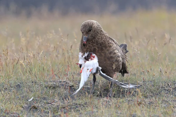 Grande Skua Stercorarius Skua Alimentando Tern Ártico Morto Islândia — Fotografia de Stock